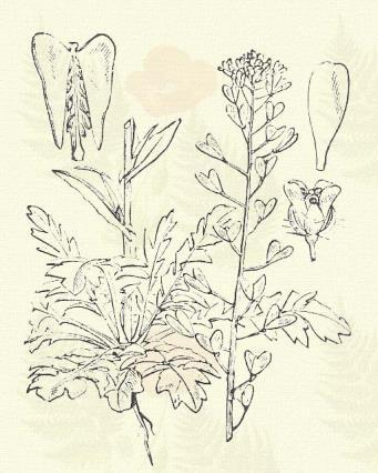Hegyi ternye. Alyssum montanum L. (Hamuka, kőfű, szirt aranya. Term. r.: Keresztesek. Cruciferae.) 42. t. 2. k. Évelő. Cserje. 8 25 cm.