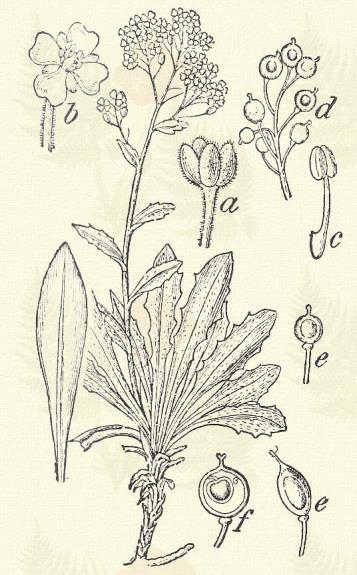 Más honi fajok: A. commutatum Heuff. (arenarium Gmel.), edentulum W. et. K., (Gemonense Auct. Hung.) murale W. et K. (argenteum Vitm.) repens Baumg., transsylvanicum Schur. Wierzbickii Heuff.