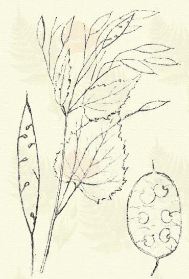 Répás holdviola. Lunaria pachyrhiza Borb. Term. r.: Keresztesek. Cruciferae.) (a különálló termés). Kétéves. (?) Évelő. 30 100 cm. Egyik-másik mellékgyökere répás, felső levelei igen rövid nyelűek.