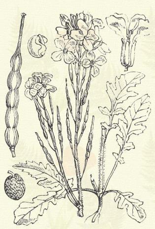 Szomorú estike. Hesperis tristis L. (Éjjeli vagy jó illatú viola, kassai rózsa. Term. r.: Keresztesek. Cruciferae.) Kétéves. 30 60 cm. Szára gyapjas, sűrűn leveles.