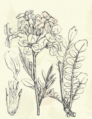 Dentaria glandulosa W. et K. (Mirigyes foganőtt. Term. r.: Keresztesek. Cruciferae.) Évelő. 30 cm. Tőkéje bütykös, dagadt; pikkelyes.