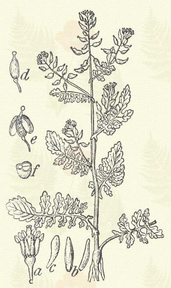 Roripa palustris (Poll.) Bess. (Nasturtium palustris [Poll.] DC. Term. r.: Keresztesvirágúak. Cruciferae.) Egyéves. Áttelelő egyéves. Évelő. 15 60 cm.