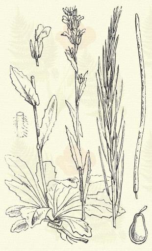 Homoki ikravirág. Arabis arenosa Scop. (Term. r.: Keresztesvirágúak. Cruciferae.) Kétéves. Évelő. 15 50 cm. Szára ágas és terebélyes, egyszerű szőröktől borzas.
