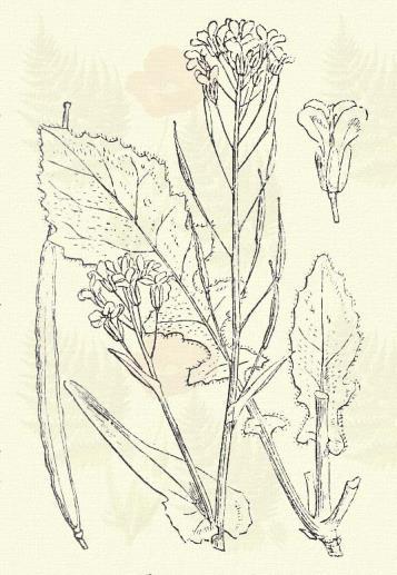 Repcze káposzta. Brassia Napus L. (Bánáti repcze, káposzta repcze, kélrepcze, repcze. Term. r:: Keresztesviráguak. Cruciferae.) Áttelelő egyéves. Egyéves. 75 140 cm. Az egész növény hamvaszöld.