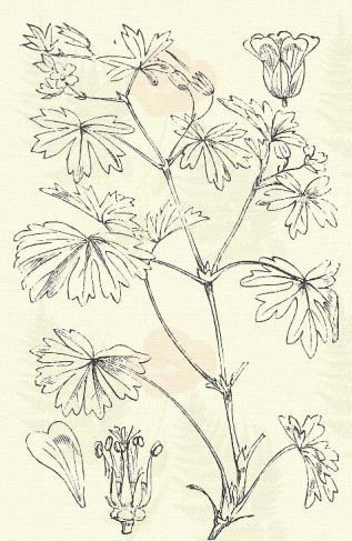 Nehézszagú gerely. Geranium Robertianum L. (Bakbűzű gerely, jószagú gólyafű, muskáta, szagos gólyaorrúfű, Szent-Róbert füve. Term. r.: Gerelyfélék. Geraniaceae.) 44. t. 2. k. Egyéves.