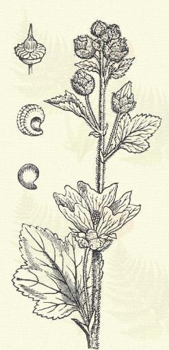A porzók száma tíznél több. Szőlőlevelű kitaibelia. Kitaibelia vitifolia Willd. (Term. r.: Mályvafélék. Malvaceae.) 65. t. 4. k. Évelő. 1 2 5 m.