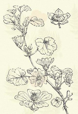 Althaea pallida W. et K. (Term. r.: Mályvafélék. Malvaceae). Kétéves. Évelő. 100 150 cm. Szára érdes. Alsó levelei 5, a felsők 3-karéjúak, molyhosak.