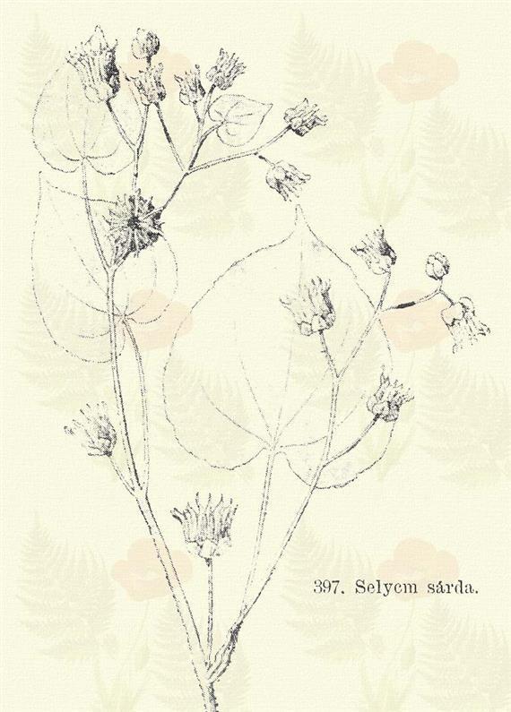 Dinnyés varjúmák. Hibiscus ternatus Cav. (Dinnyefű v. dinnyehibik, gombókender, varjúfű. Hibiscus Trionum L. Term. r.: Mályvafélék. Malvaceae.) 65. t. 3. k. Egyéves. 10 40 cm.