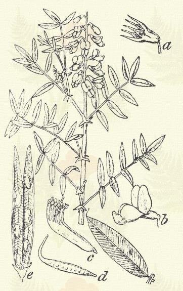 B) Az összenőtt porzók két csoportban állnak. 1. A termés kovadó hüvely. a) A bibeszál kopasz. Tüskés édesgyökér. Glycyrrhiza echinata W. et K.