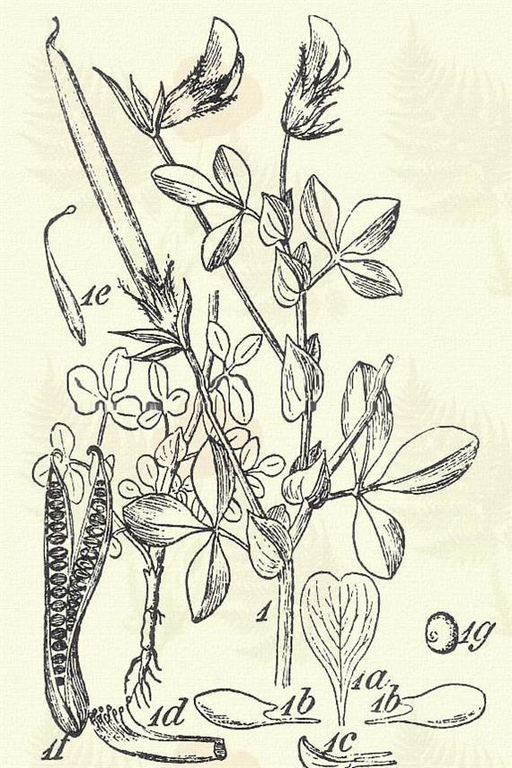 Réti lóhere. Trifolium pratense L. (Borjúvirág, három levelű fű, istenke czipóka, piros here, stájer lóhere.