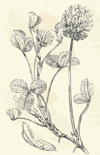 Herehura lóhere. Trifolium arvense L. (Czicza farka, czicza-here, macska-here, komlotyú, komotyú, nyúllábfű, ugorka nőszőfű. Term. r.: Hüvelyesek. Leguminosae.) 47. t. 1. k. Egyéves. 10 30 cm.