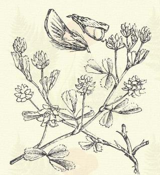Más honi fajok: T. alpestre L., ambiguum MB., angustifolium L., badium Schreb., diffusum Ehrh., elegans Savi., filiforme L., fragiferum L., gracile Thuill., hybridum L. (svéd here), incarnatum L.