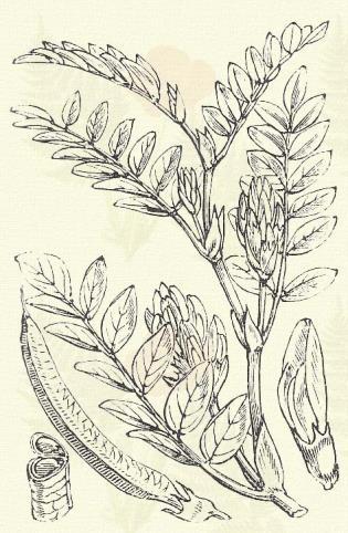 spadiceum L., striatum L. Édeslevelű bóka. Astragalus glycyphyllos L. (Baktövis, bóka, csődfű, édes lencse, édes lencseköröm, héjja vagy hélyaköröm, kávébükköny, koczkásmagú fű, svédkávé, ugrócsontfű.