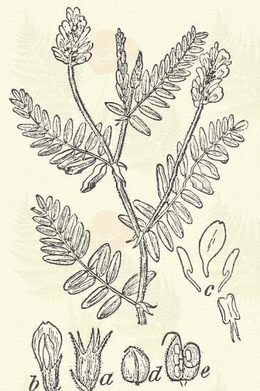 Érdes bóka. Astragalus asper Jacq. (Term. r.: Hüvelyesek. Leguminosae.) Évelő. 40 80 cm. Szára egyenes, merev. Levelének 21 31 levélkéje keskeny lándsás (1 3 mm. sz.) és a szárral együtt érdes.