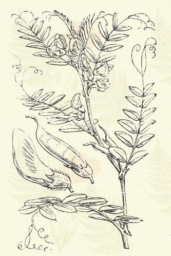 Szennyes bükköny. Vicia sordida W. et K. (Mocskos bükköny. Term. r.: Hüvelyesek. Leguminosae.) Egyéves. 20 100 cm. Szára kapaszkodik. Levele többágú kacsban végződik. Levélkéje keskeny v.