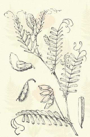 Vicia hirsuta (L.) Koch. (Borzas bükköny. Ervum hirsutum L. Term. r.: Hüvelyesek. Leguminosae.) Egyéves. 30 100 cm. Szára vagy kapaszkodik, vagy lecsepült; érdes vagy kopasz.