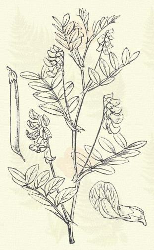 Tavaszi lednek. Lathyrus vernus (L.) Bernh. (Kakukborsó, pipizsoly, tavaszi borsóka, vadlednek. Orobus vernus L. Term. r.: Hüvelyesek. Leguminosae.) 48. t. 5. k. Évelő. 30 40 cm.