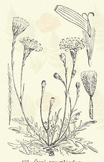 2. A bóbita egyszerű nem tollas szálakból áll, vagy a szálakat pelyvák pótolják. a) A virág kék, vagy pirosló. Mezei katáng. Cichorium Intybus L.