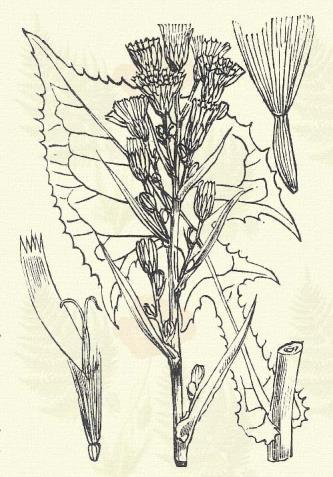 b) A virág sárga. Zöld zörgőfű. Crepis virens L. (Aszász, siposka, forrasztómál. Term. r.: Fészkesek. Compositae.) Áttelelő egyéves. Egyéves. 15 60 cm.