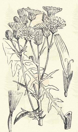 Hamvas zörgőfű. Crepis tectorum L. (Parlagi aszász. Term. r.: Fészkesek. Compositae.) Áttelelő egyéves. Egyéves. 20 30 cm. Az egész növény rövid szőröktől szürke.