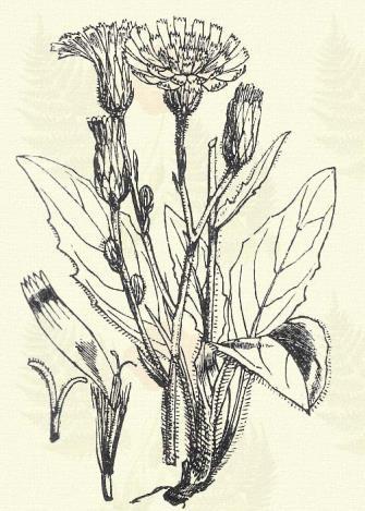 Erdélyi hölgymál. Hieracium transsylvanicum Heuff. (Term. r.: Fészkesek. Compositae.) Évelő. 20 65 cm. Szárának felső része és fészekpikkelyei feketén mirigyesek.
