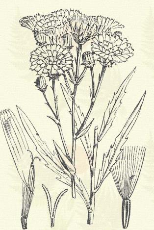 Hieracium umbellatum L. (Árnyéktartós forrasztófű, ernyős holgyomál. Term. r.: Fészkesek. Compositae.) Évelő. 30 130 cm. Szára ágas és sűrűn leveles. Felső ágai csaknem ernyősen állanak.