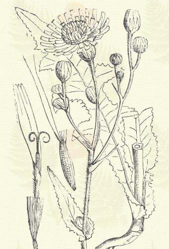 Sonchus arvensis L. (Nagy csorbaka. Term. r.: Fészkesek. Compositae.) Évelő. 60 150 cm. Taraczkot hajtó bőven tejelő növény. Szára merev, csöves.