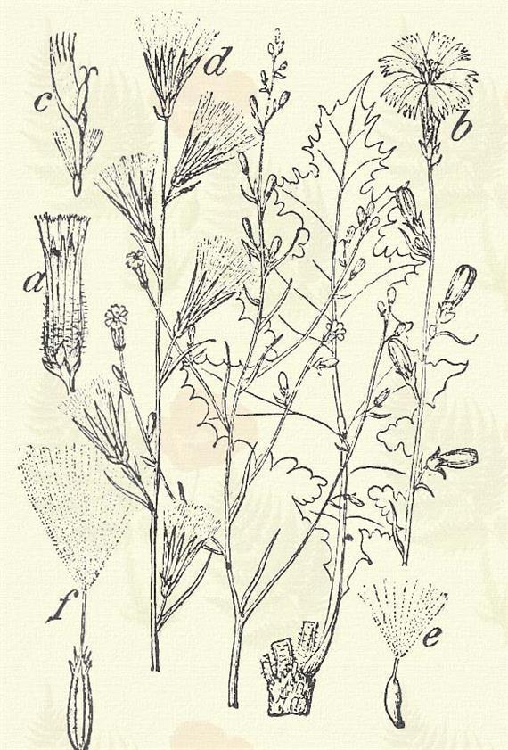Kőfali saláta. Lactuca muralis (L.) Fres. (Kőfali, porczogó saláta, sebfű, tolvajfű. Term. r.: Fészkesek. Compositae.) Évelő. 60 90 cm.