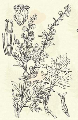 Fehér üröm. Artemisia Absinthium L. (Bárány-, hegyi, patikai v. pusztai üröm, kálvinista tapló, nesétfű. Term. r.: Fészkesek. Compositae.) Évelő. 60 120 cm. Az egész növény selymes, szürke.