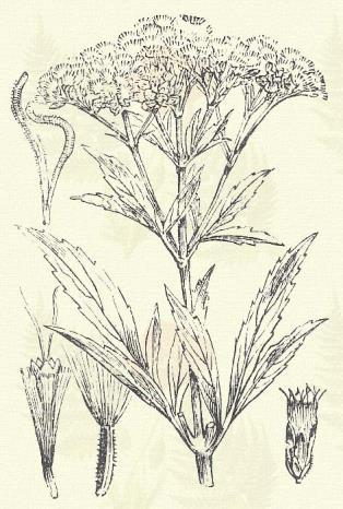 Homoki bársonyvirág. Helichrysum arenarium (L.) DC. (Aranyvirágú vagy fövenyes gyopár, homoki tündök, sárga gyopár, sárga szalmavirág. Term. r.: Fészkesek. Compositae.) 53. t. 1. k. Évelő. 10 39 cm.
