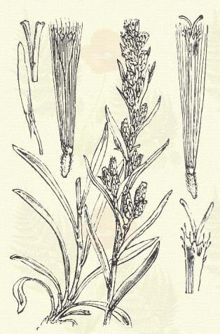 Erdei gyopár. Gnaphalium sylvaticum L. (Term. r.: Fészkesek. Compositae.) Évelő. 20 40 cm. Vesszős szára fehér molyhú.