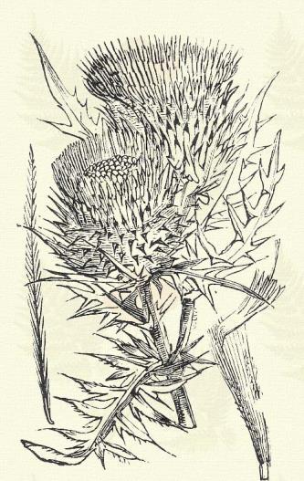 Mocsári aszat. Cirsium palustre (L.) Scop. (Tavi bárcs. Term. r.: Fészkesek. Compositae.) Kétéves. 60 150 cm. Szárát a lefutó levelek tüskés szélei teljesen beborítják. Alsó levelei egész 2 dm.