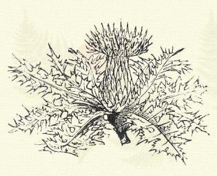 Halavány aszat. Cirsium oleraceum (L.) Scop. (Káposzta haloványka, szelid tövis. Term. r.: Fészkesek. Compositae.) 51. t. 3. k. Évelő. 50 150 cm.