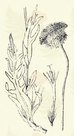 Imola búzavirág. Centaurea Jacea L. (Imola csüküllő, mezei pézsmavirág. Term. r.: Fészkesek. Compositae.) Évelő. 30 100 cm. Levelei egyszerűek, lándsásak, épek, legfeljebb az alsók öblösen fogasak v.