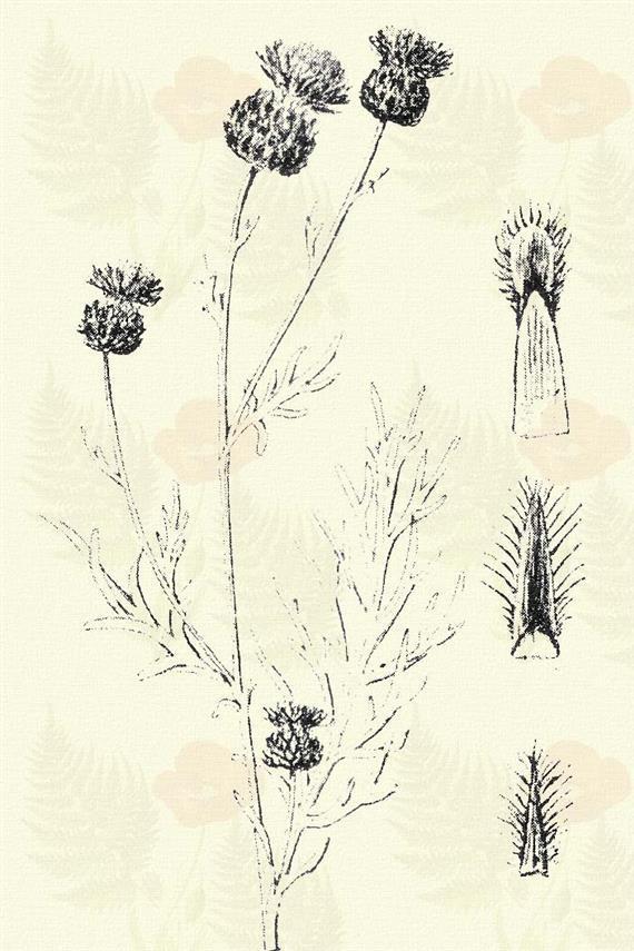 Sáfrányos búzavirág. Centaurea, solstitialis L. (Nyári, sáfrányvirágú csüküllő, sulyomkóró. Term. r.: Fészkesek.