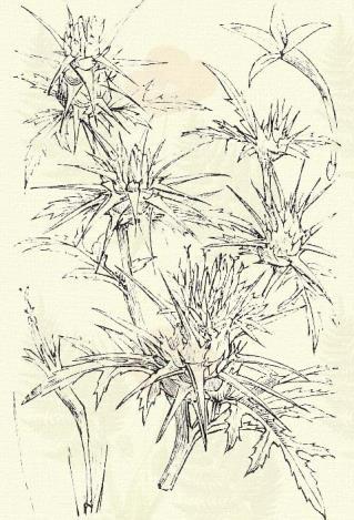 Sulymos búzavirág. Centaurea Calcitrapa L. (Legelői vagy úti sulyomkóró, csillagbogácskóró, sulymos csüküllő. Term. r.: Fészkesek. Compositae.) Kétéves. 15 60 cm. Igen ágas.
