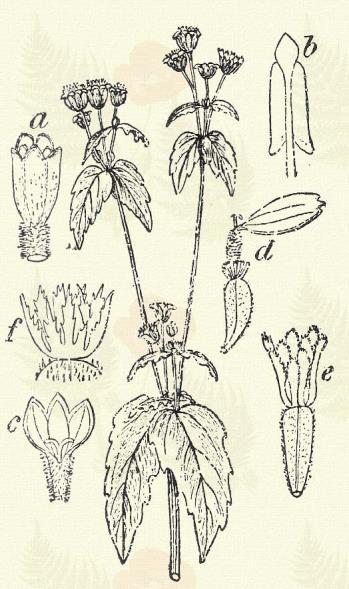 Achillea asplenifolia Vent. (Term. r.: Fészkesek. Compositae.) Évelő. 30 80. cm. Taraczkot fejleszt. Szára levelestül selymes, esetleg csaknem kopasz.