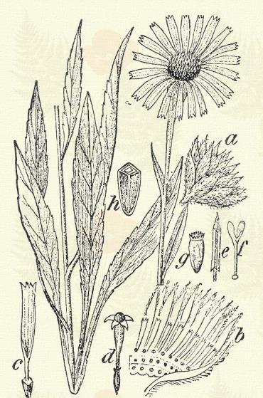 Fűzlevelű ökörszem. Buphthalmum salicifolium L. (Term. r.: Fészkesek. Compositae.) Évelő. 15 50 cm.