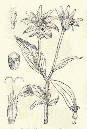 2. A vaczok pelyvátlan, pelyvaszőrök nincsenek rajta. Kerti körömvirág. Calendula officinalis L.