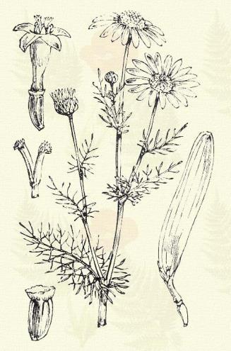 Eb székfű. Matricaria inodora L. (Álszikfű, ebkapor, szagatlan tárkony. Chrysanthemum inodorum L. Term. r.: Fészkesek. Compositae.) Egyéves. Áttelelő egyéves. Kétéves. 25 60 cm.