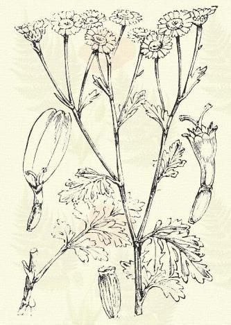 Sátoros aranyvirág. Chrysanthemum corymbosum L. (Term. r.: Fészkesek. Compositae.) Évelő. 50 100 cm. Szára ágas, ágai sátorozók.