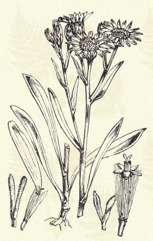 Aranyfürtű gerepcsin. Aster Linosyris (L.) Bernh. (Aranyfürt, lenlevelű aranyhaj. Linosyris vulgaris DC. Term. r.: Fészkesek. Compositae.) Évelő. 20 60 cm.