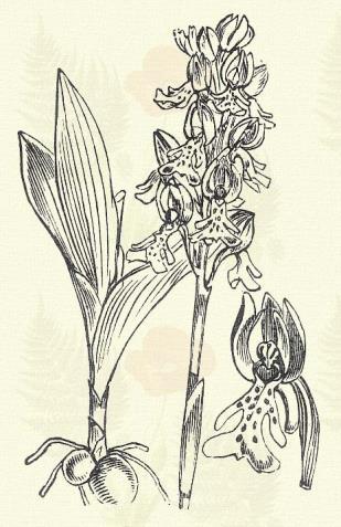 Porzó- és bibeszál együvé nőtt. 1. rend: Egyporzósak. Monandria. Minden virágban egy portok van. Vitéz kosbor. Orchis militaris L. (Bergő burján, meresztő fű. Term. r.: Kosborfélék. Orchidaceae.