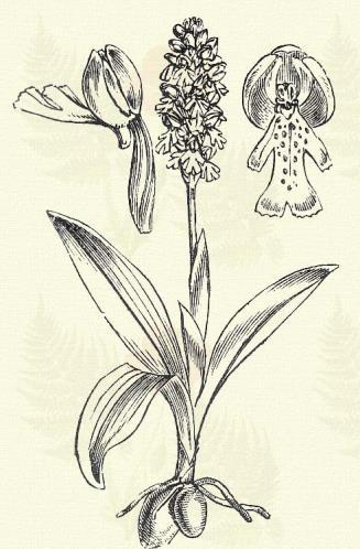 Poloskaszagú kosbor. Orchis coriophora L. (Palaczka kosbor. Term. r.: Kosborfélék. Orchidaceae.) Évelő. 15 35 cm. Gumói épek. Levelei szálas lándsásak.