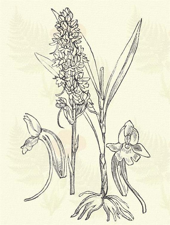 Bűzös sodortvirág. Himantoglossum hircinum (L.) Spr. (Bakbűzű sodortajk. Term. r.: Kosborfélék. Orchidaceae.) Évelő. 30 60 cm. Gumói épek. Szára vaskos; levelei hosszúkás lándsásak. Virágai nagyok.