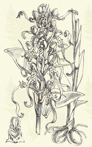 Kétlevelű sarkvirág. Platanthera bifolia (L.) Rchb. (Kétlevelű kosbor, lapár, sarkár. Term. r.: Kosborfélék. Orchidaceae.) Évelő. 30 50 cm. Két átellenes állású, széles, visszás tojásalakú levele van.
