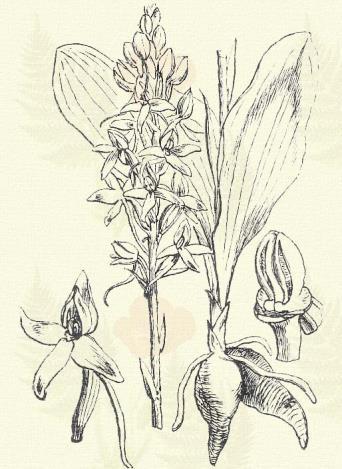 Más honi faj: P. montana (Schm) Rchb. Törpe bíborka. Nigritella nigra (L.) Simk. (Fekete kosbor. Nigritella angustifolia Rich. Term. r.: Kosborfélék. Orchidaceae.) 56. t. 2. k. Évelő. 10 20 cm.