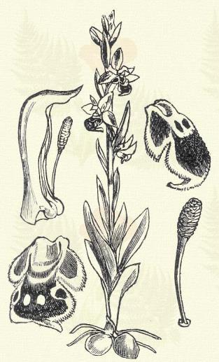 Pókos bangó. Ophrys aranifera Huds. (Párkányos bangó. Term. r.: Kosborfélék. Orchidaceae.) 56. t. 3. k. Évelő. 10 30 cm. Az előbbihez hasonló, de lepellevelei zöldek, csak kissé pirosasak.