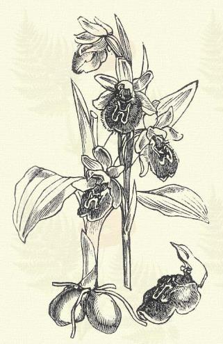 emlékeztet). Hazánk északi részében nem terem; különben sok helyt előfordul nedves réteken, többnyire azonban csak szálanként. 5 6. Póktermő bangó. Ophrys arachnites L. (Term. r.: Kosborfélék.