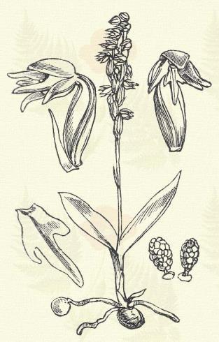 Fehér madársisak. Cephalanthera alba (Cr.) Simk. (Fehér bibak, hímteke, porfej, tekeportartó. Cephalanthera pallens Rich. Term. r.: Kosborfélék. Orchidaceae.) 56. t. 4. k. Évelő. 25 50 cm.